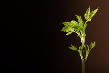A branch with young spring leaves on a dark background with blank space on the left. Close-up