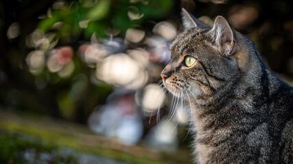 Naklejka na ściany i meble Portrait of a cat. Close up of one tabby cat with background of bokeh. Felis catus.