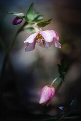 Blossom of a pink lenten rose (Helleborus orientalis) in spring with beautiful colors