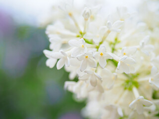 Beautiful lwhite ilac flowers bunch background, closeup