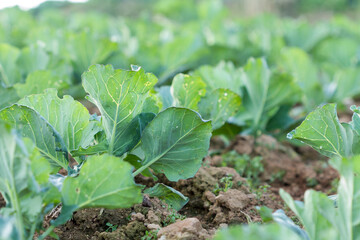 Landscape view of a freshly growing cabbage field.