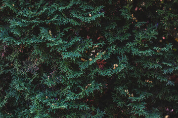 Fototapeta na wymiar Dark background of thuja branches