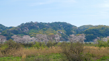 Fototapeta na wymiar 背割堤の桜 