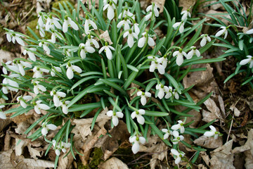 Schneeglöckchen, Weißröckchen, Galanthus im frühen Frühling oder späten Winter als Frühblüher