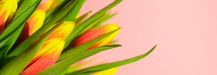 Spring banner. Fresh tulips. A bouquet of spring flowers on a pink background. Spring Holidays concept.