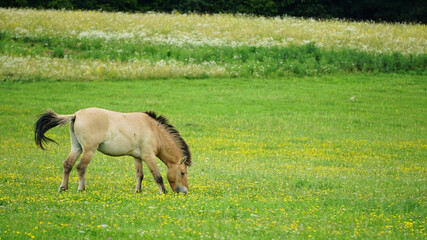 Naklejka na ściany i meble Przewalski's horse (mongolian wild horse) grazing on a green field in Hungary