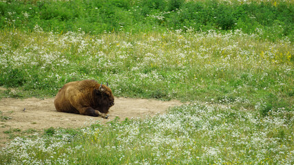 A buffalo laying on a field sorrounded by white flowers
