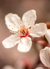 Magnifique Fleur de cerisier en macro
