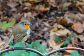 Robin redbreast looking back while sitting on a fence in Hyde Park, London