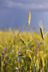 Obraz premium A close-up of some green ears in a wheat field ripening before harvest in a sunny day. ripening ears of wheat. Juicy fresh ears of young green wheat in spring. Green Wheat field. selective focus