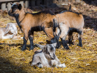Domestic goat kids in a barnyard in a sunny weather