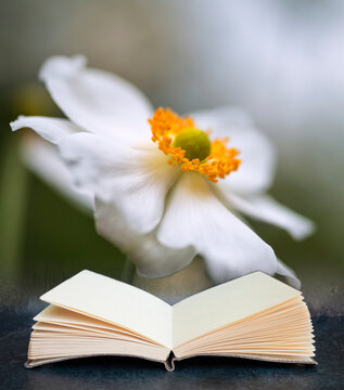 Stunning close up image of white anemone flower in Summer coming out of pages of inaginary book