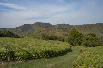 Fototapeta na wymiar Tea fields in the vicinity of Sochi. Mountain View.