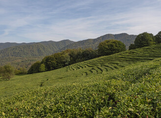 Mountain landscape in the Sochi region. Tea fields on a summer day. Light clouds in the sky