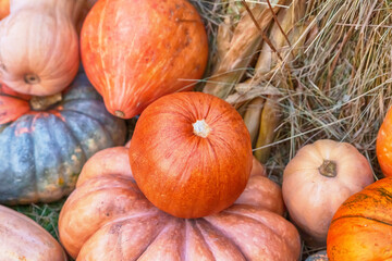 small pumpkin stands on a large against the background of dry hay, an autumn farmer harvest