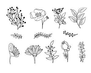 A set of botanical elements. Flower, branch with leaves, field grass. hand drawn line art. Black and white Natural plants for design, isolated on white background. Vector drawing