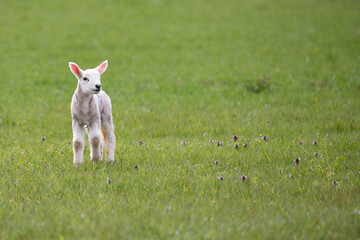 Obraz na płótnie Canvas newborn lamb