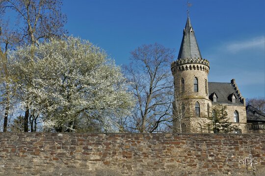 Schlossturm mit weiss bl&uuml;hendem Baum und Steinmauer in Sinzig am Rhein