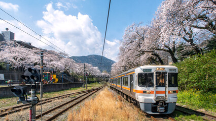 Naklejka premium 満開のサクラと電車