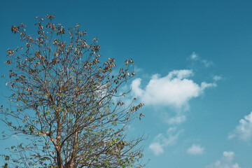 tree in the cloudy sky