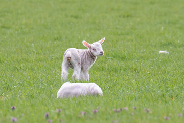 baby lamb