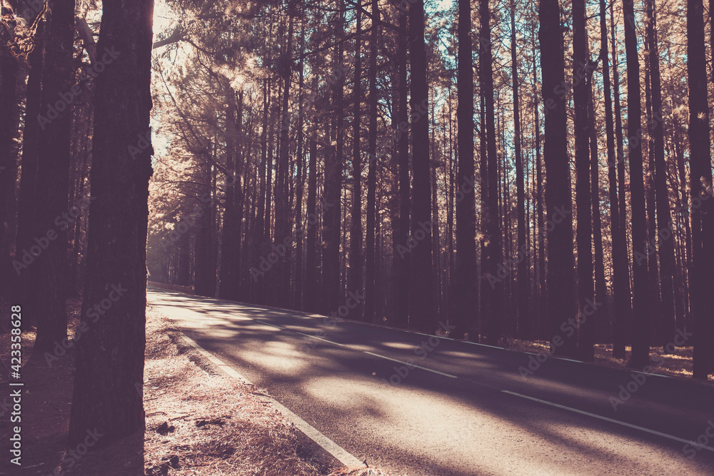 Canvas Prints an empty calm road passing through forest full of beautiful trees - concewpt of travel in the woods 