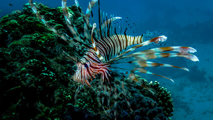 Naklejka na ściany i meble Fish lionfish on reefs of the Red Sea