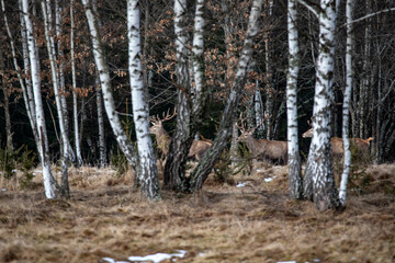 Obraz premium Amazing deer photos taken in the wilderness from a hide.
