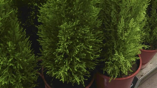 Cypress In a pot mediterranean tropical bush texture flower macro