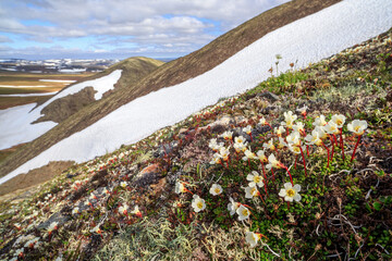 Summer Arctic landscape. White flowers on a mountain slope against a background of snow. Wild flowers of Diapensia obovata in the polar tundra. July in the Arctic in the Far North of Russia. Chukotka.