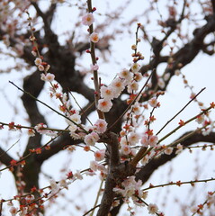 梅林　大阪城公園