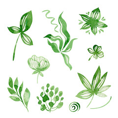 Watercolor plants with green leaf isolated on white background