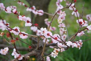 Obraz premium 梅林 大阪城公園