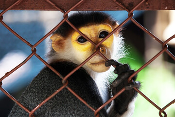 Sad Red-shanked Douc behind the Cage