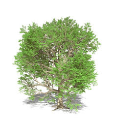 Old tree with spring young leaves isolated on white background. 3d illustration
