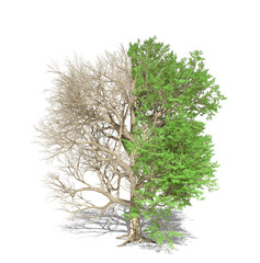 Old half live half dead tree isolated on a white background. Environmental problems. 3d illustration