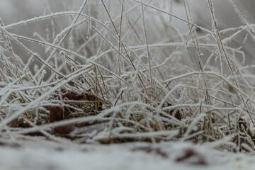 Landscape of grass in hoarfrost. Seasonal change of weather. Landscape cold snow cover. 