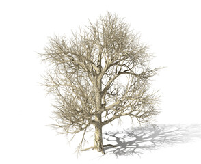 Tree without leaves on a white background. 3d illustration