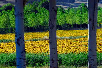 Sunflowers in the Valderejo Natural Park. Valdegovia. Basque Country. Spain