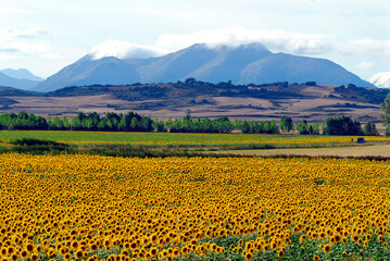 Fototapeta na wymiar Sunflowers in the north of Palencia and the Palentina Mountain. Spain