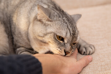 Scottish cat bites a man's hand