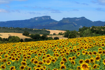 Sunflowers in Valdegovia. In the background Mount Bachicabo. Alava. Basque Country. Spain