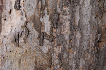 Beautiful wooden background consisting of wooden planks