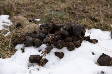 Horse manure on hay and snow
