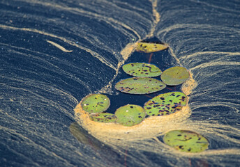 Pollen on the water