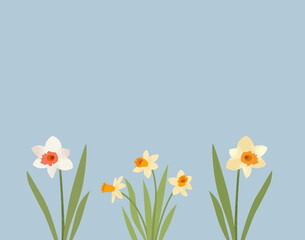 Daffodils on light blue background with copy space
