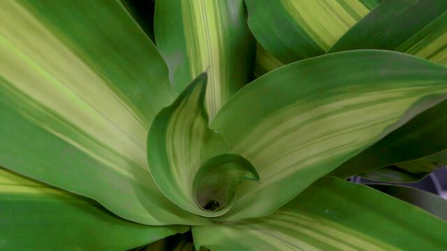 Dracaena fragrans massangeana tropical African bush leaf pattern nature