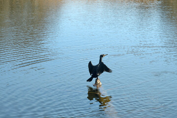 cormorant