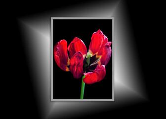 Beautiful Red Tulip, canvas isolated on black wall, interior decor mock up