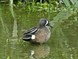 duck on the water